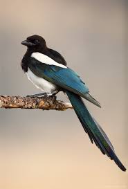 Последние твиты от magpie games (@magpieofficial). Magpie Rocky Mountain National Park