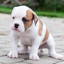 The alapaha blue blood bulldog is a big dog, yet surprisingly it needs little grooming and is an average shedder. American Bulldog Breed Information Characteristics Heath Problems Dogzone Com