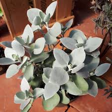 Kalanchoe Bracteata Silver Teaspoons In Gardentags Plant Encyclopedia Plants Succulents Garden Plants