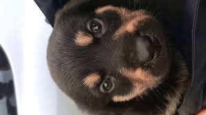 This can be reduced to two meals a day once they are. Miss 4 Weeks Old Puppy German Shepherd X Rottweiler Youtube