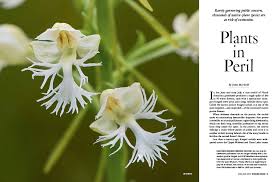 Native plants promote clean water and conservation by reducing the need for garden inputs. Plants In Peril