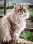 Persian Cat Breed Images and Facts | petMD | PetMD