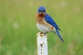 Bluebirds can be found in rural gardens, orchards, and suburban gardens near open farmland. Eastern Bluebird Madison Audubon