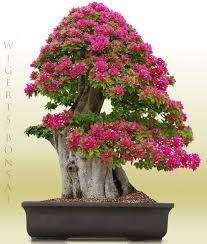 Maybe you would like to learn more about one of these? Wigert S Bonsai Nursery Home Facebook