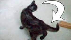 Cat Walking In Circles Cat Tales