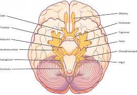 Image result for Peripheral Nervous System