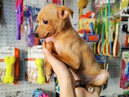 Minyatur Pinscher Kopek Satis