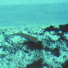 El pez arcoiris fue incluido por la revista británica child education entre los cinco mejores libros de 1992, además de obtener el premio christopher (1992, nueva york) y el primer premio critici in erba de la feria de bolonia de 1993. Pdf Manual Basico Para El Cultivo De Trucha Arco Iris Oncorhynchus Mykiis Gem Ties Cuencas Sanas Y Modos De Vida Sustentable Series De Manuales De Capacitacion