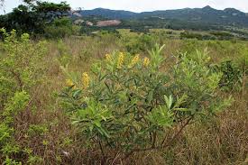 Image result for Eriosema psoraleoides