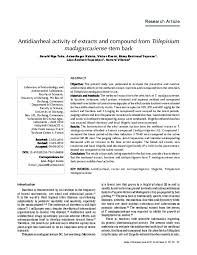Image result for Trilepisium
