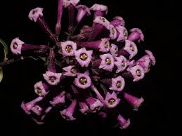 Image result for Cestrum × cultum