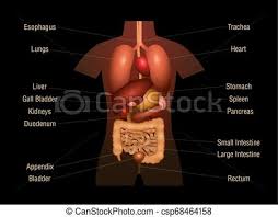 Internal Organs Human Anatomy Chart Names 3d