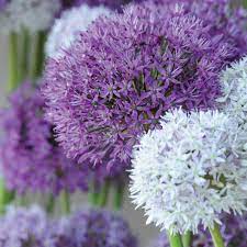 Allium Big Impact Mixed Allium Bulbs Thompson Morgan Plants Bulb Flowers Border Plants