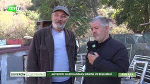 Guvercin Sevdamiz Guvercin Hazirlanmasi Bakimi Ve Beslenmesi Youtube