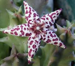 Image result for Orbea knobelii