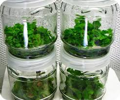 Image result for ‫کشت بافت‬‎