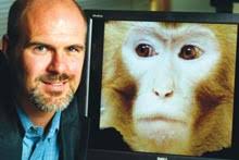 Executive" Monkeys Influenced By Other Executives, Not Subordinates