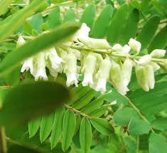 Image result for Sophora velutina