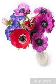 Pianta in vaso verde con illustrazione vaso, disegno floreale vaso di fiori. Fototapete Vaso Di Fiori Anemoni Pixers Wir Leben Um Zu Verandern