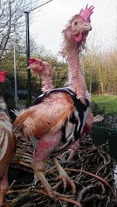 Kale Scharrellegkippen Krijgen Winterjasjes Kado Piepvandaag Nl Chicken Sweater Animals Battery Chickens