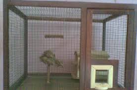 Jenis burung untuk kandang aviary. Cara Budidaya Ternak Burung Pleci Sukses Dan Menjanjikan Hinyong