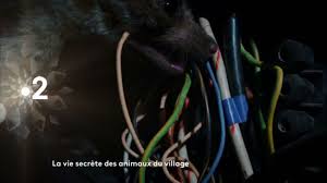 Nous découvrons ainsi le comportement inédit du loir, des écureuils roux ou. La Vie Secrete Des Animaux Du Village Tele Loisirs