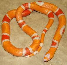 Pin By Karen Funes On Milk Snake Milk Snake Snake Beautiful Snakes