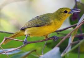 Pakan cipoh berbicara mengenai pakan, apabila anda membeli cipoh dari penjual burung di pasar, biasanya untuk minggu pertama, burung harus diberikan kesempatan melakukan adaptasi dengan tempat (lingkungan) barunya. Download Suara Burung Sirtu Ribut Buat Pikat Durasi Panjang Mp3