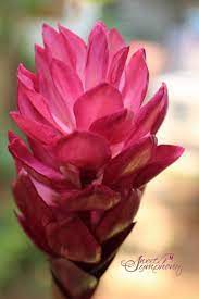 Red Ginger Flower By Sweet Symphony Ginger Flower Gum Paste Flowers Flower Cake