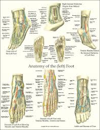 foot anatomy laminated poster