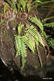 Image result for Asplenium uschiae