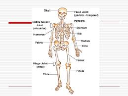 The femur connects to the knee at one end and fits into th the largest and longest bone in the human body is the femur, and it is located in th. Them Bones Or The Human Skeleton Main Parts