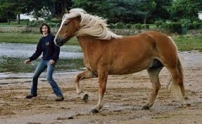 Selon le niveau du cheval, la longe utilisée fait 4, 7 ou 15 mètres. Les 7 Jeux De Pat Parelli