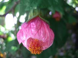 Image result for Abutilon austro-africanum