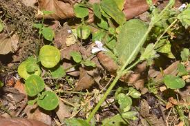 Image result for Hypoestes triflora