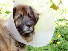 What is the life expectancy for stage 4 lung. Spleen Functions Hematoma And Removal Splenectomy In Dogs Pethelpful