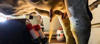 Drying Off The Dairy Cow Lely