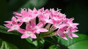 Image result for Pentas herbacea