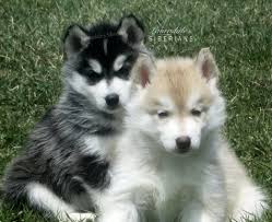 Black And Brown Husky Mix Two Siberian Husky Puppies 2 Brothers Littermates Black Siberian Husky Puppy And Red Siberian Husky Puppy Siberian Husky Husky Siberian Husky Puppies