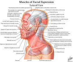 Cosmetic Injections Into Botox Muscles Of The Face