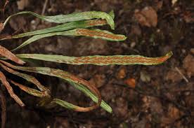 Image result for Grammitis