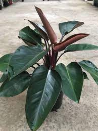 Maybe you would like to learn more about one of these? Philodendron Rojo Congo Westlake Nursery