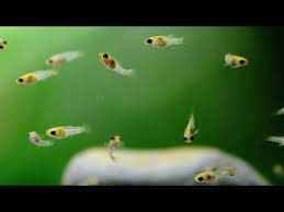 How To Save Molly Fish Babies Fries Without Removing The Female Or Babies Fish Youtube