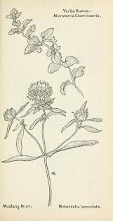 Field Book Of Western Wild Flowers Risunki Risovat Botanika
