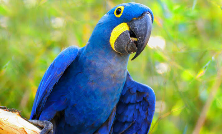 Arara-azul: curiosidades, características e habitat - Escola Kids
