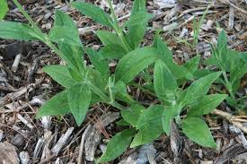 Image result for Silene