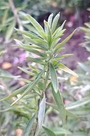 Image result for Polystachya zambesiaca