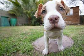 Failure to exercise dogs may make them bored hold the puppy on its back with a light touch, if he becomes aggressive. Pit Bull Puppies Everything You Need To Know The Dog People By Rover Com