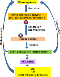 Animal cell membrane degrading enzyme. Frontiers Microbial And Enzymatic Degradation Of Synthetic Plastics Microbiology