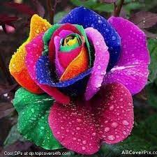 Nice flower hd pics flowers healthy. Pin On Colorful Display Pictures